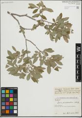 Foto von Salix pseudomedemii E. L. Wolf